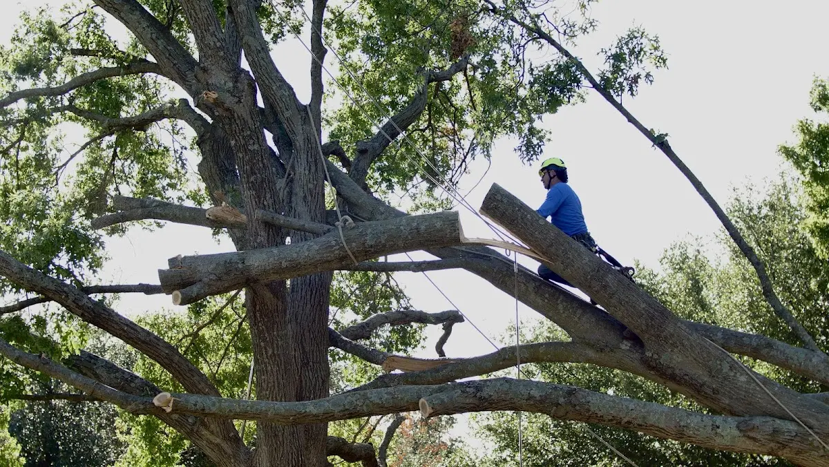 Professional Hazardous Tree Removal performed by certified arborists in Perdido