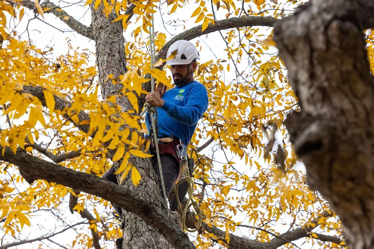 Skilled Tree Transplanting crew working in Perdido